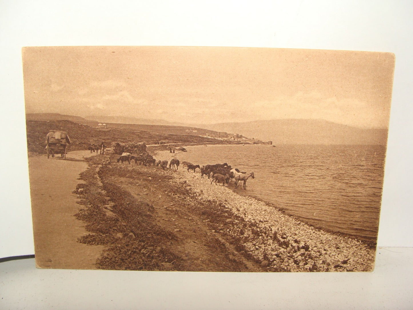 Photo Palestine Card Jewish Judaica Israel TIBERIAS KINNERET Postcard Jamal Bros