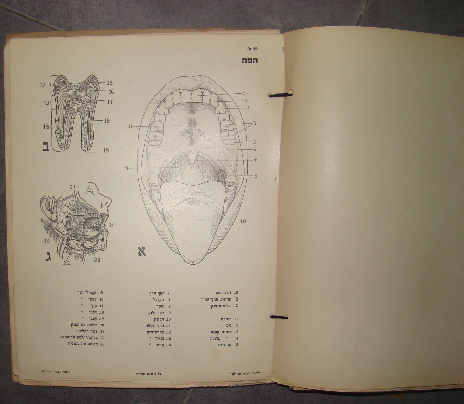 Book Jewish hebrew palestine eretz israel Biology Atlas by Ever Science Zvi Lev