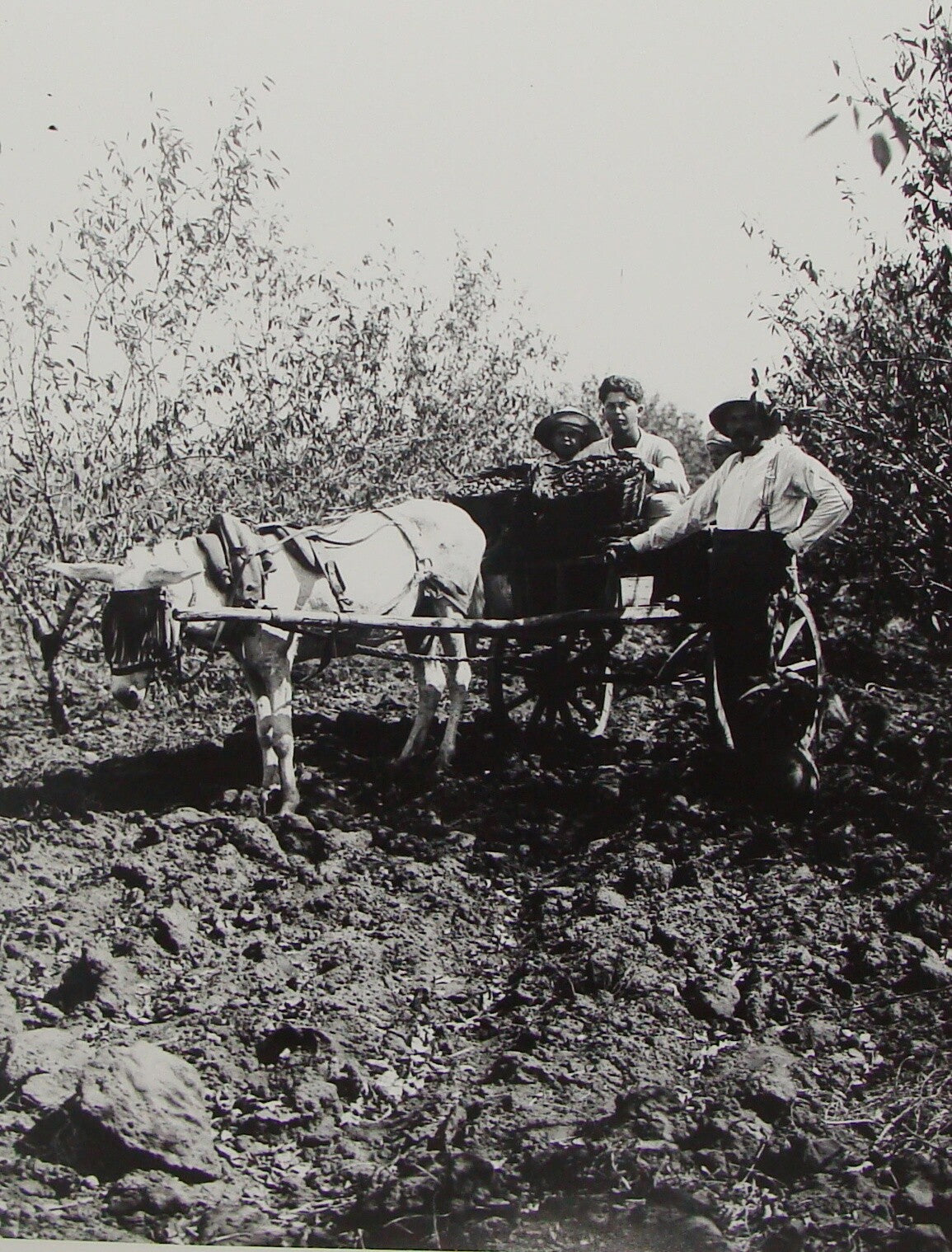 Photo Print, Ottoman Palestine Israel Rishon LeZion Agriculture MATSON 1910s