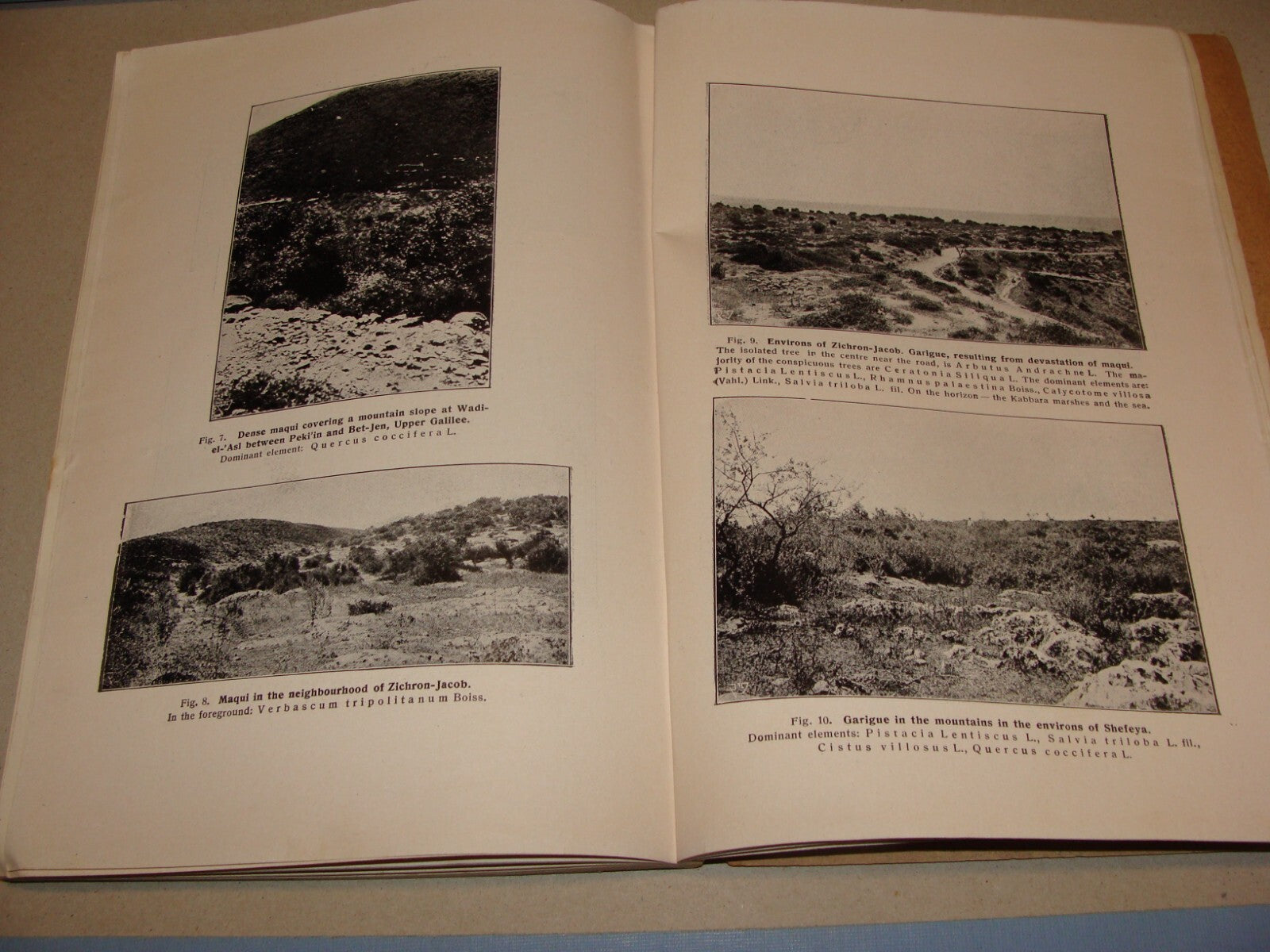 Book Jewish 1927 VEGETATION OF PALESTINE Israel EIG Agriculture Zionist Medical