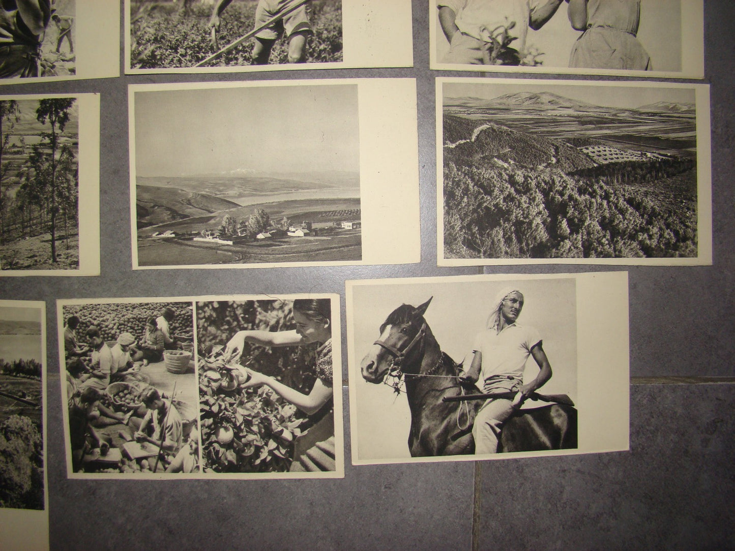 Photo Palestine Card hebrew jewish Israel Benor Kalter 20 postcard בנאור קלטר