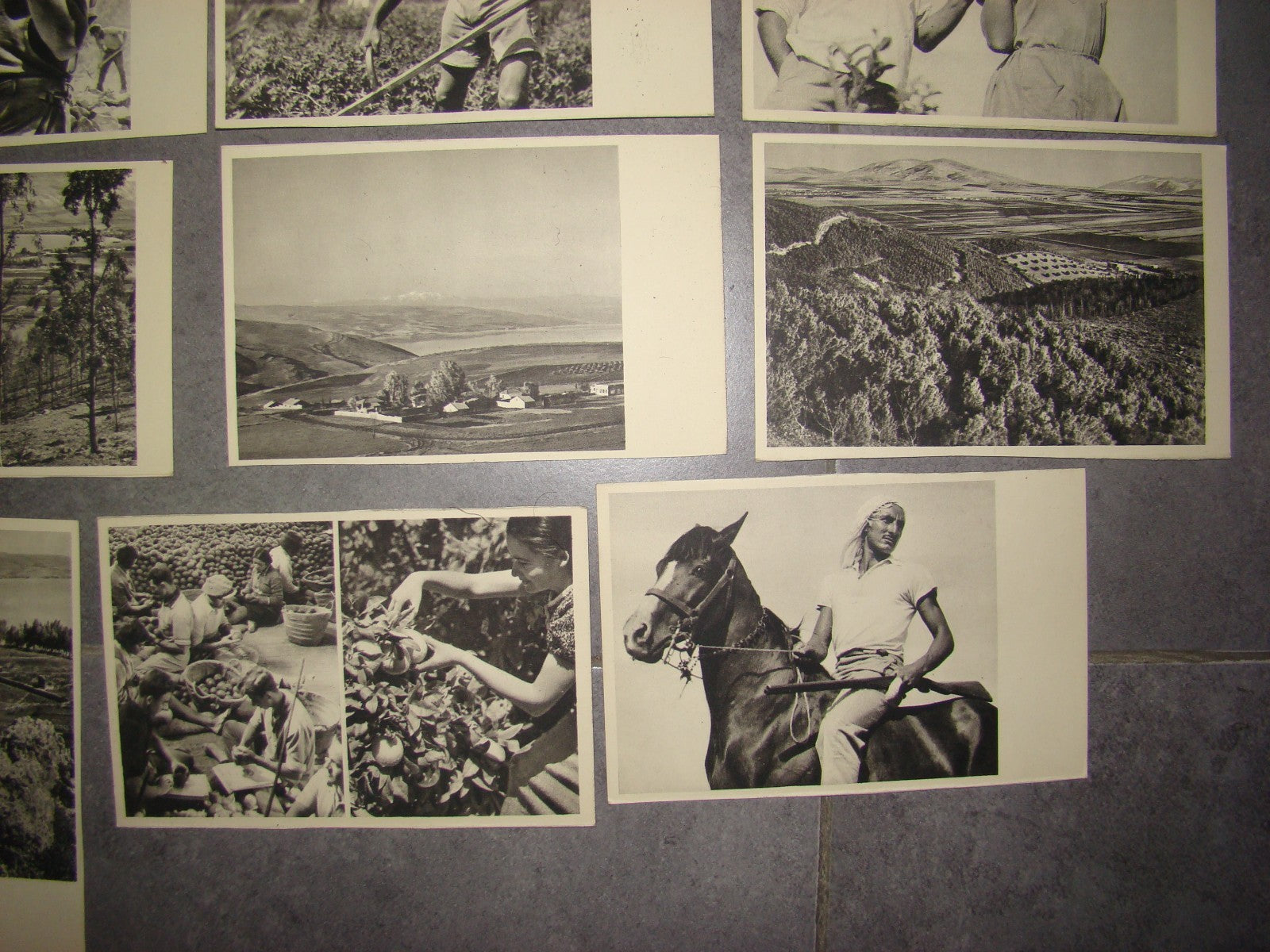 Photo Palestine Card hebrew jewish Israel Benor Kalter 20 postcard בנאור קלטר