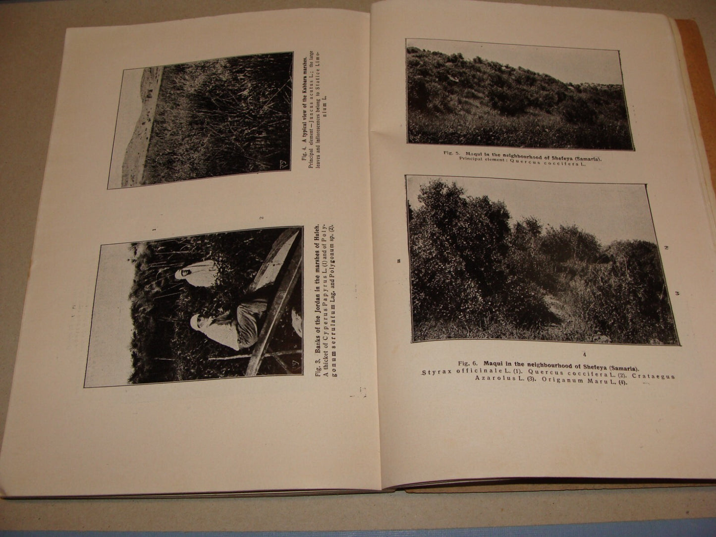 Book Jewish 1927 VEGETATION OF PALESTINE Israel EIG Agriculture Zionist Medical