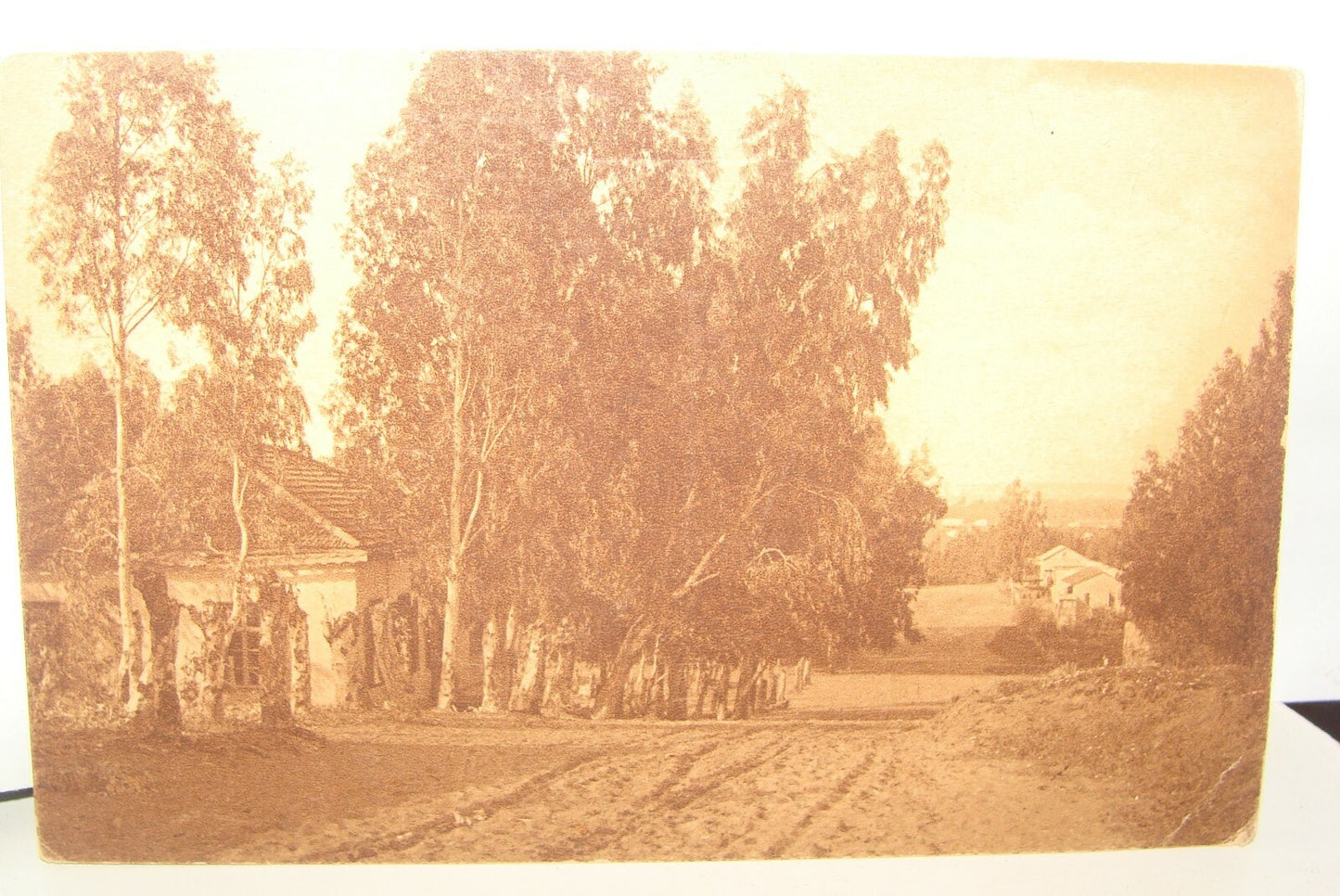 Photo Palestine Card Jewish Judaica Israel HADERA HEDERA Postcard Jamal Bros