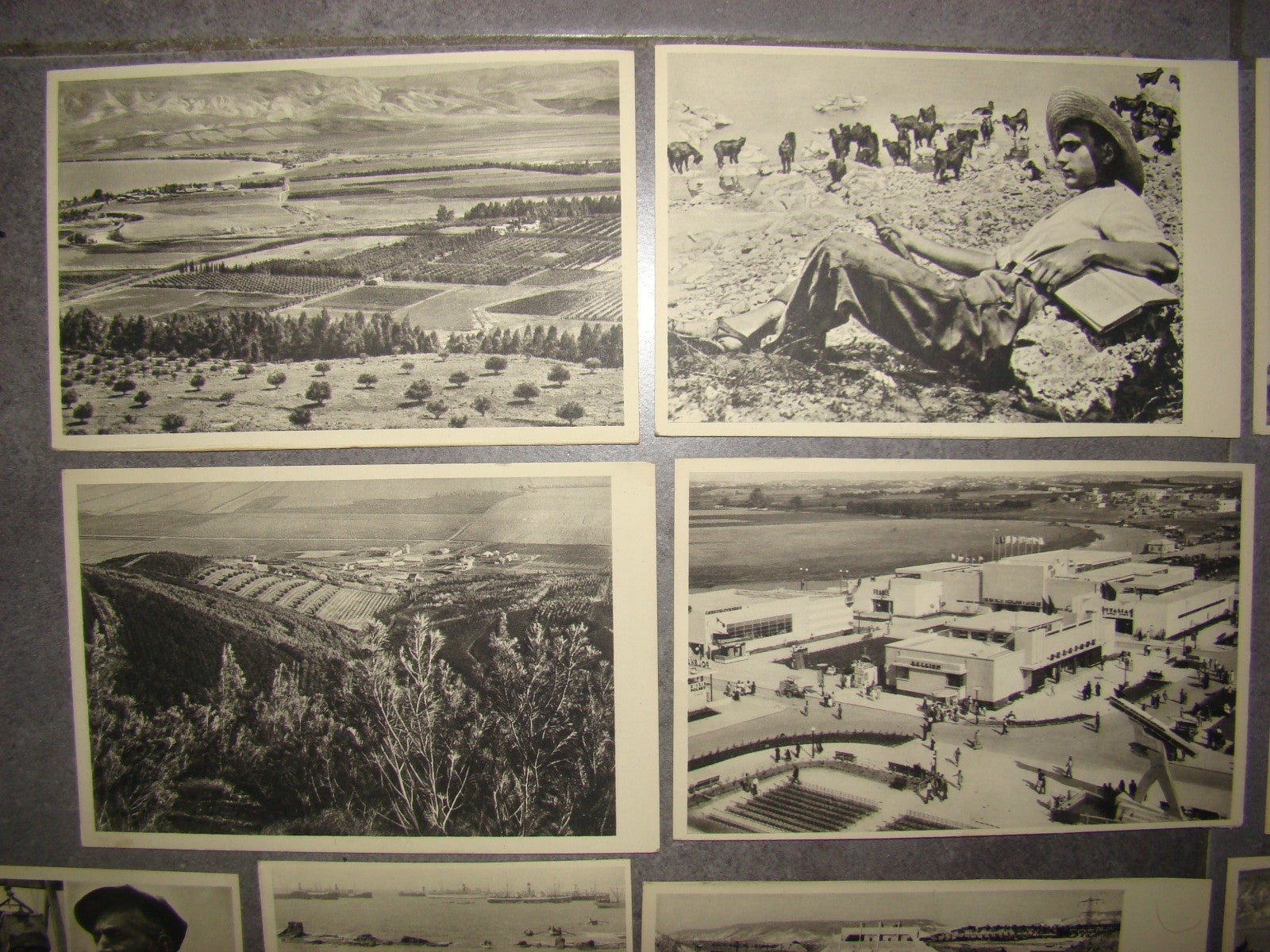 Photo Palestine Card hebrew jewish Israel Benor Kalter 20 postcard בנאור קלטר