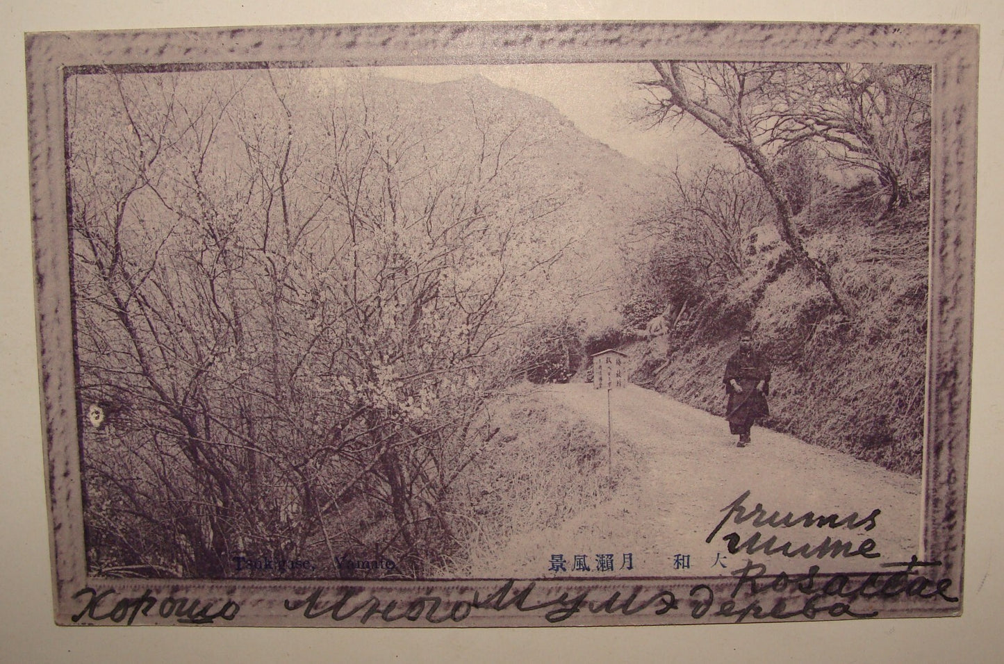 1910s JAPAN Photo Postcard