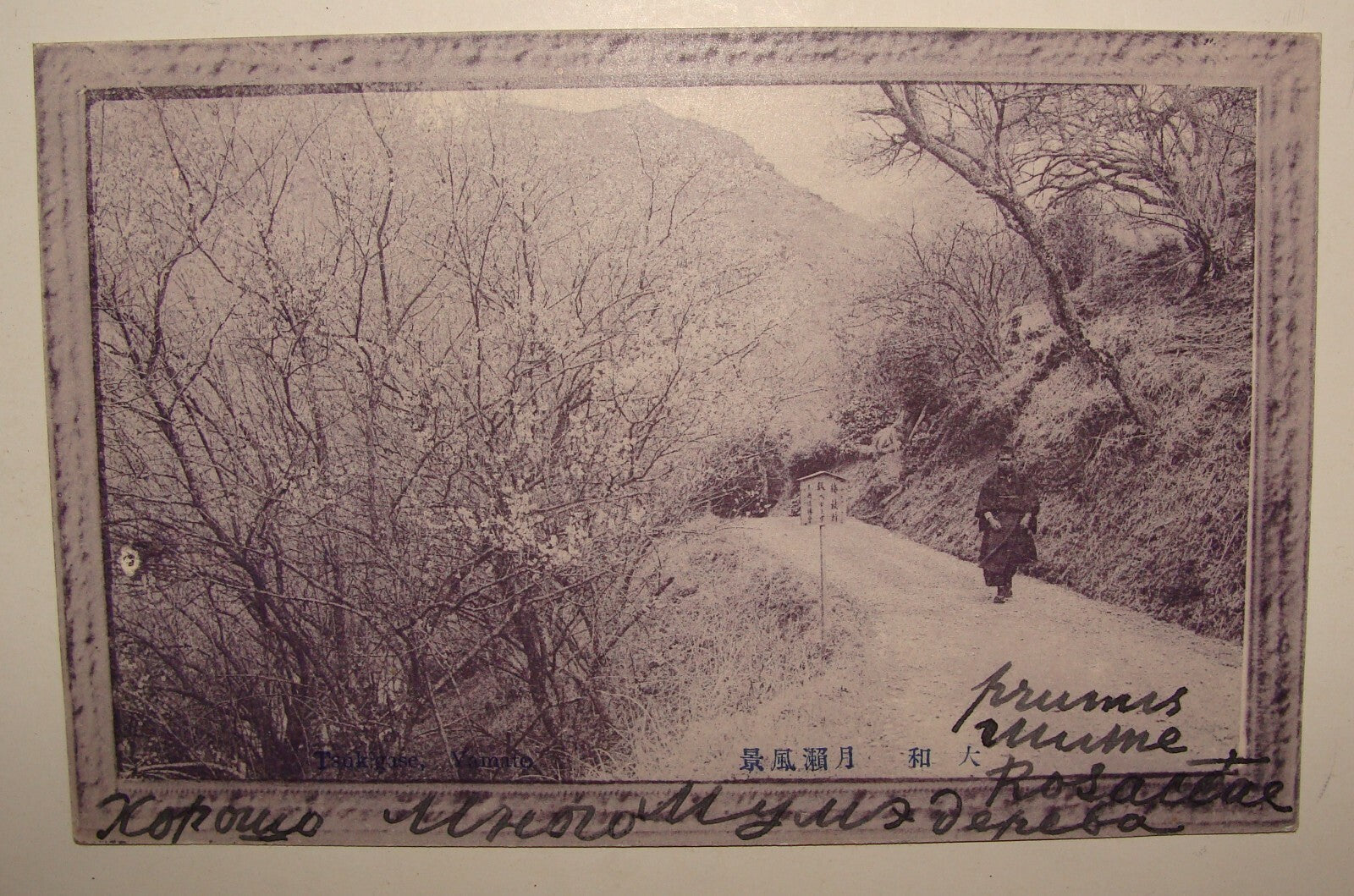 1910s JAPAN Photo Postcard