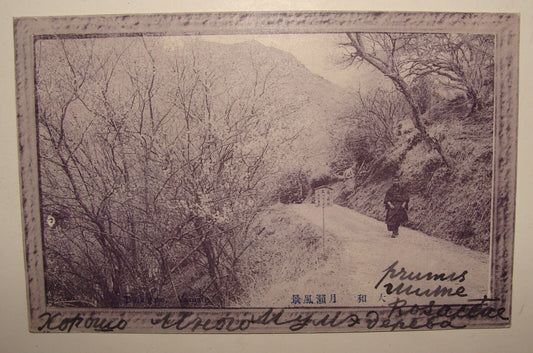 1910s JAPAN Photo Postcard