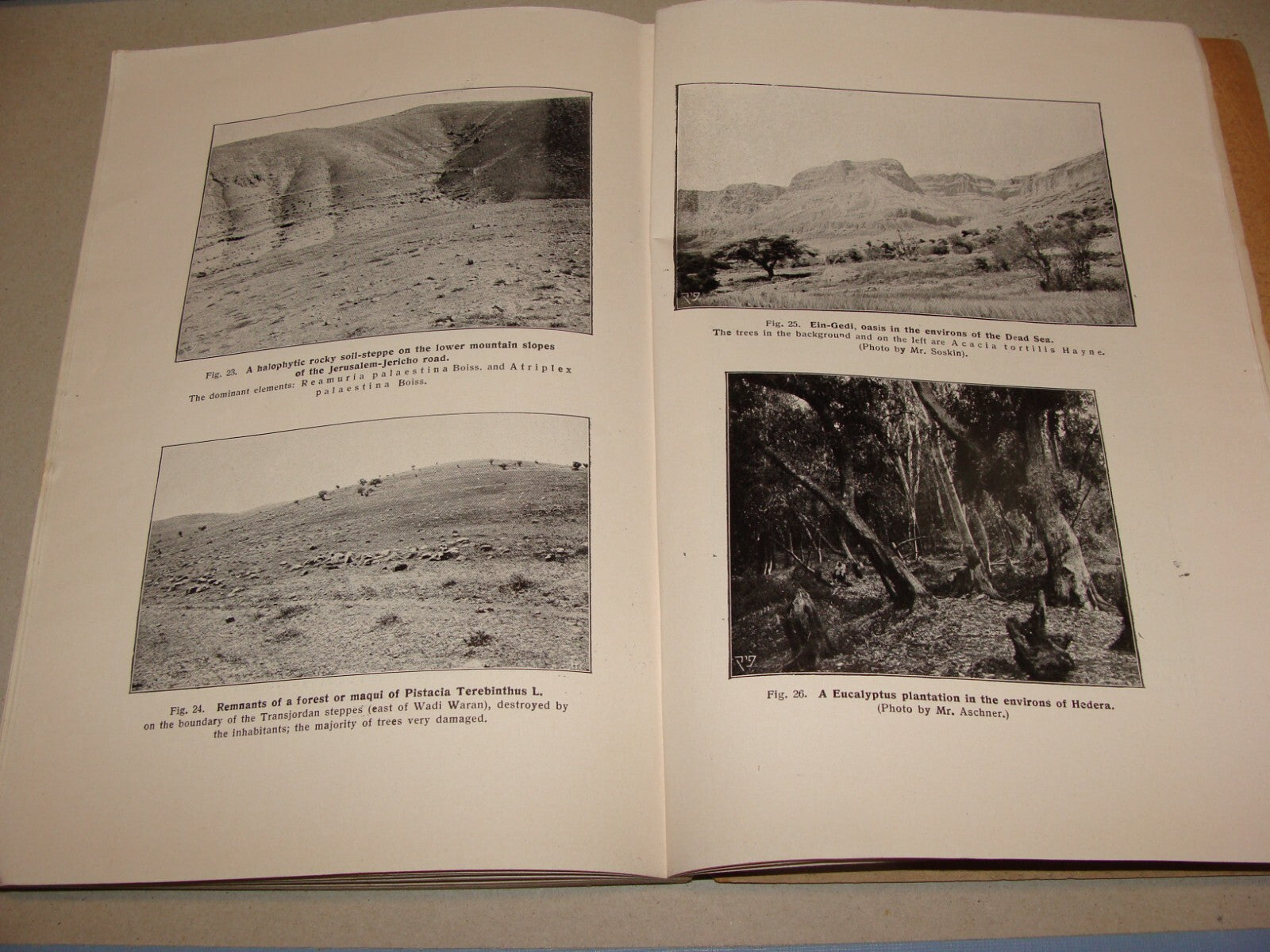 Book Jewish 1927 VEGETATION OF PALESTINE Israel EIG Agriculture Zionist Medical