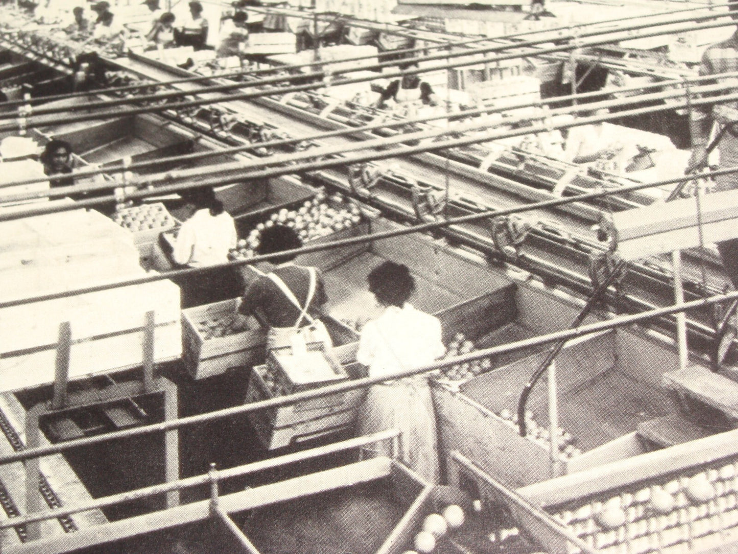 Photo Jewish 1950s Israel Israeli NATANYA Natania Guide Brochure Album Hebrew