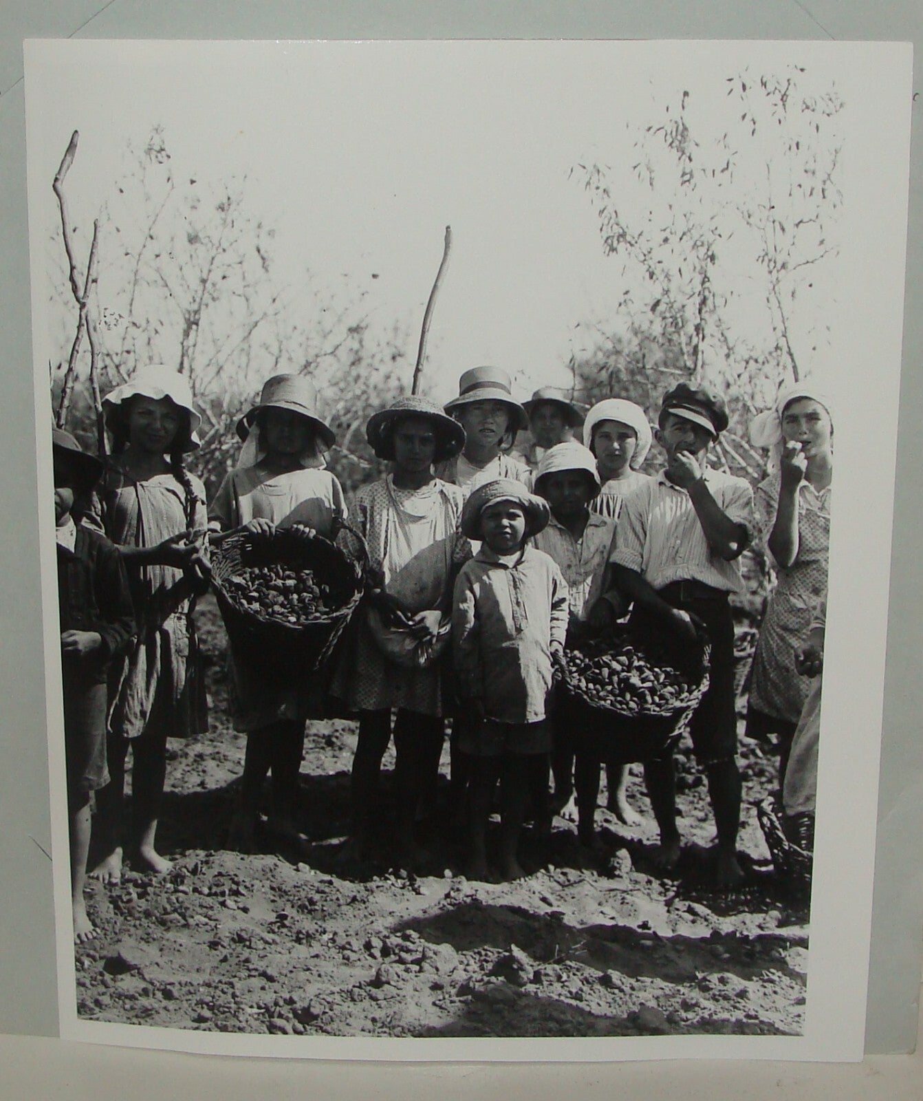 Photo Print, Ottoman Palestine Israel Rishon LeZion Agriculture MATSON 1910s