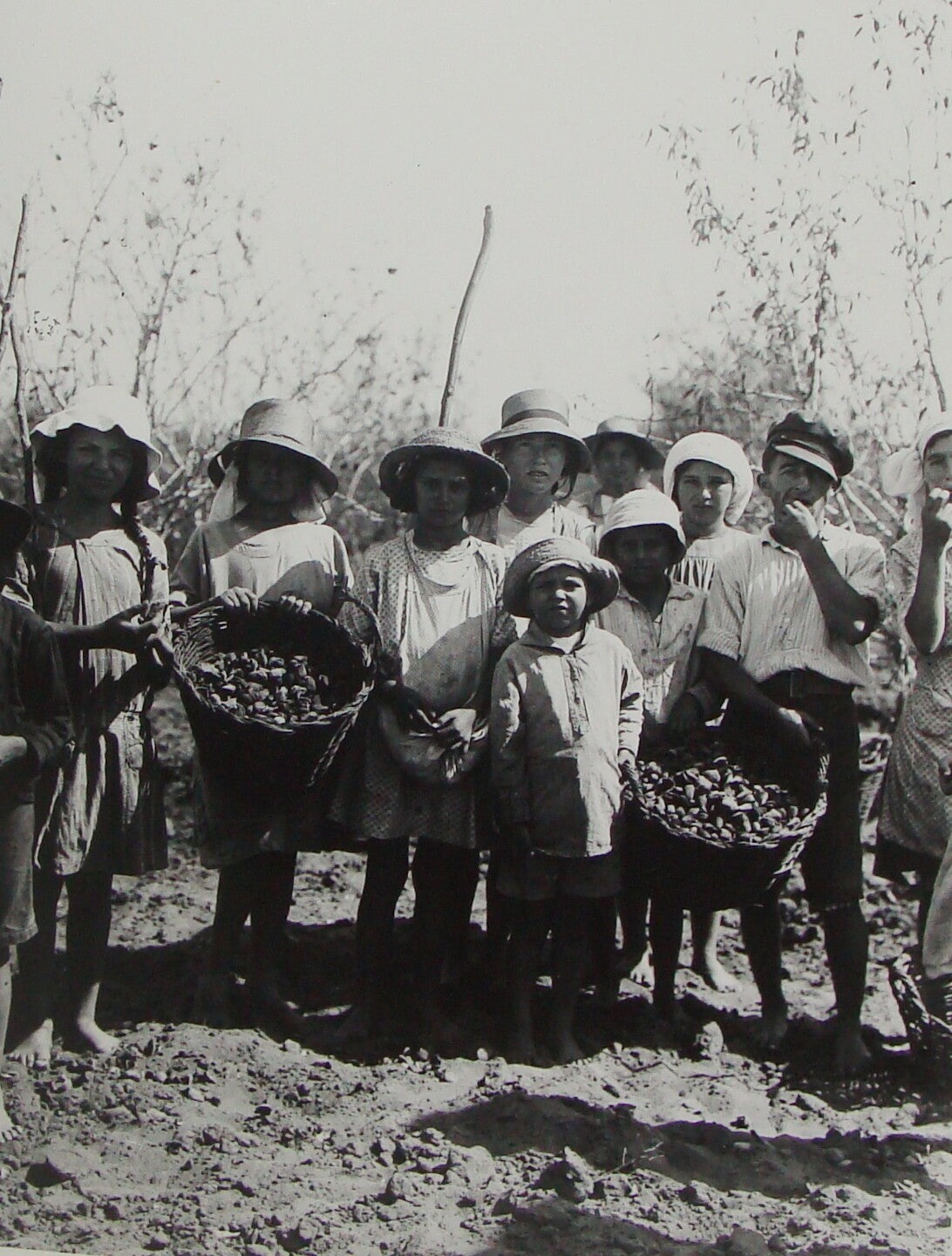Photo Print, Ottoman Palestine Israel Rishon LeZion Agriculture MATSON 1910s