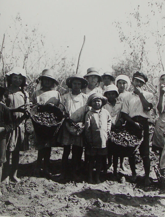 Photo Print, Ottoman Palestine Israel Rishon LeZion Agriculture MATSON 1910s