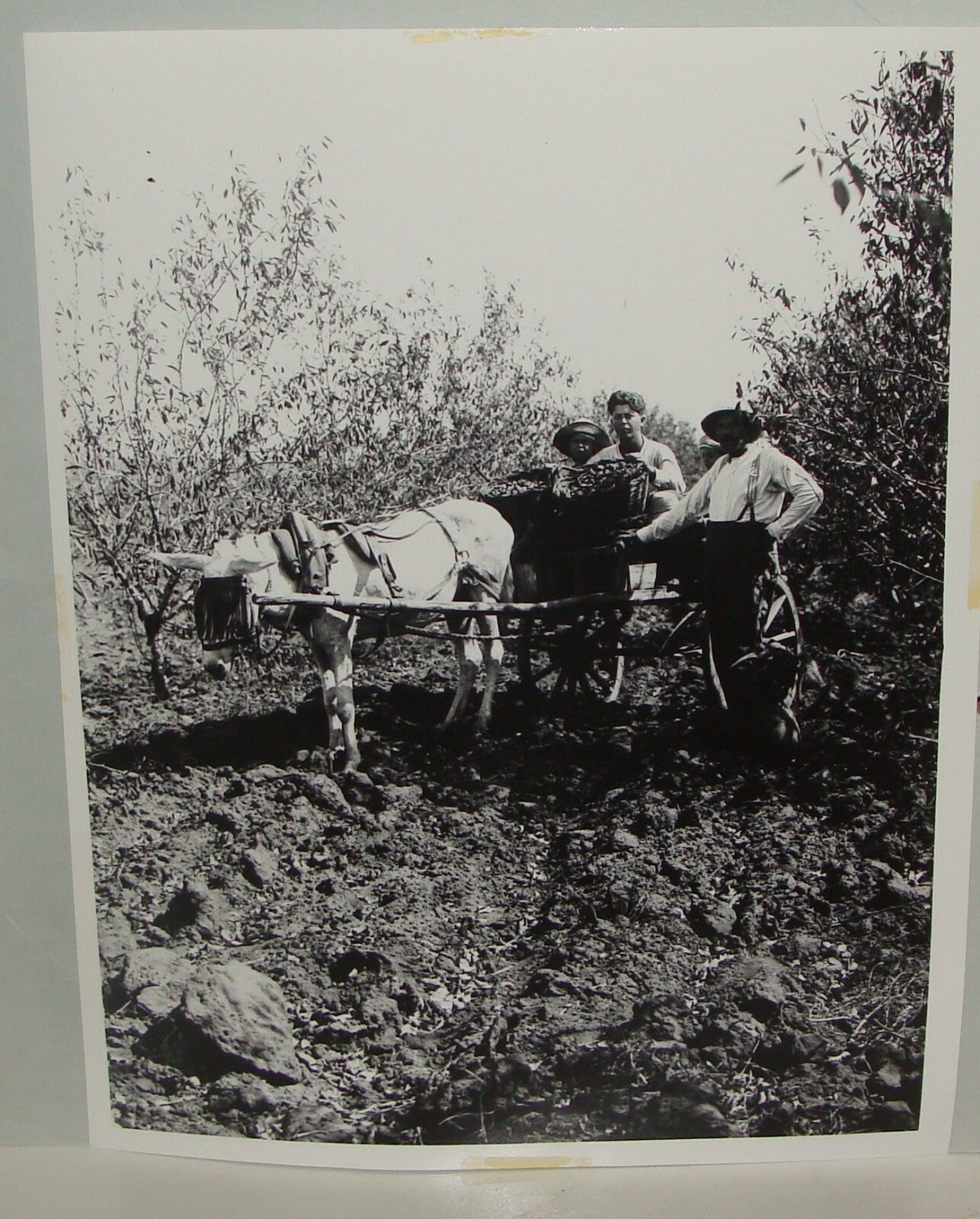 Photo Print, Ottoman Palestine Israel Rishon LeZion Agriculture MATSON 1910s