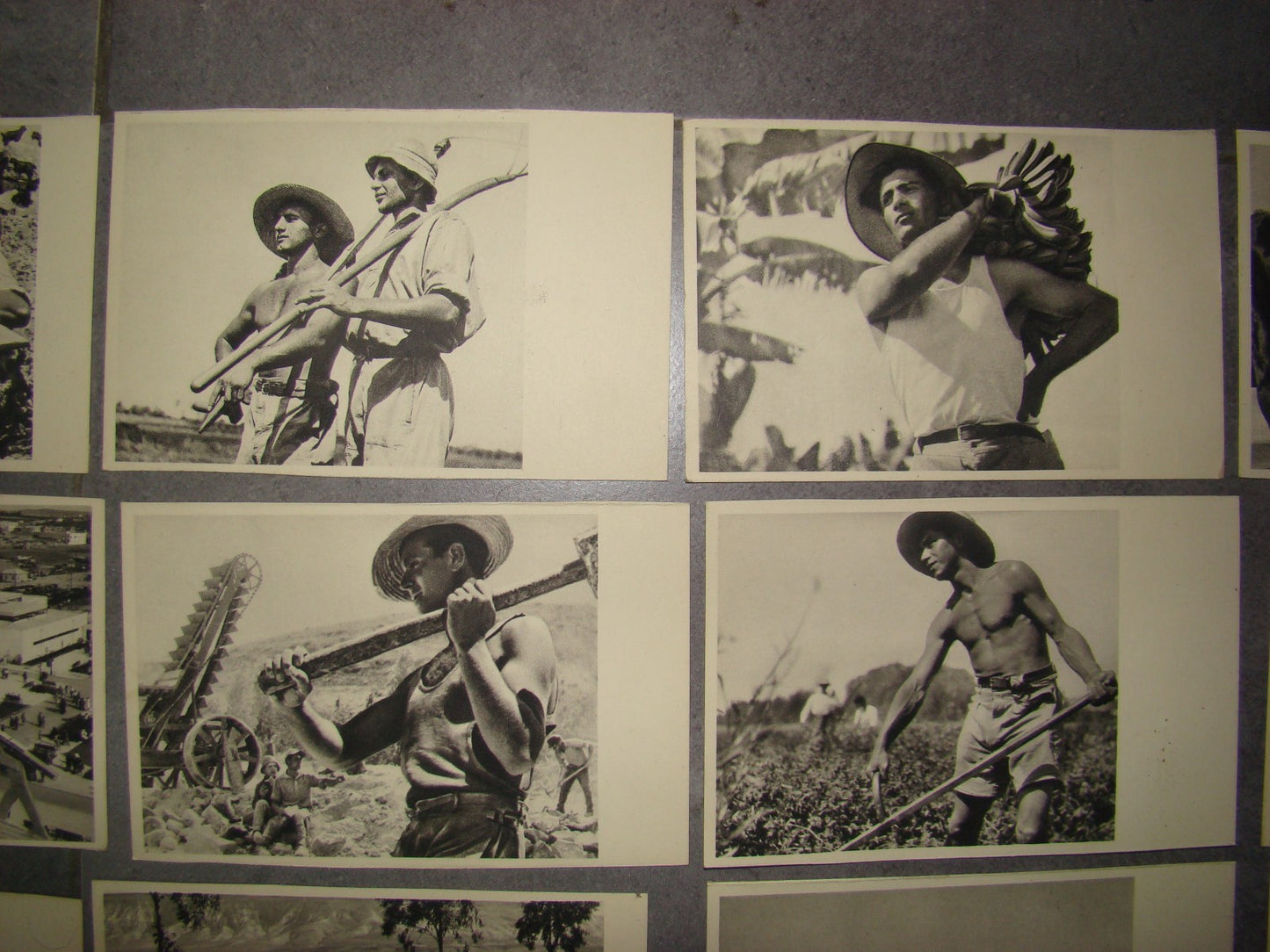 Photo Palestine Card hebrew jewish Israel Benor Kalter 20 postcard בנאור קלטר