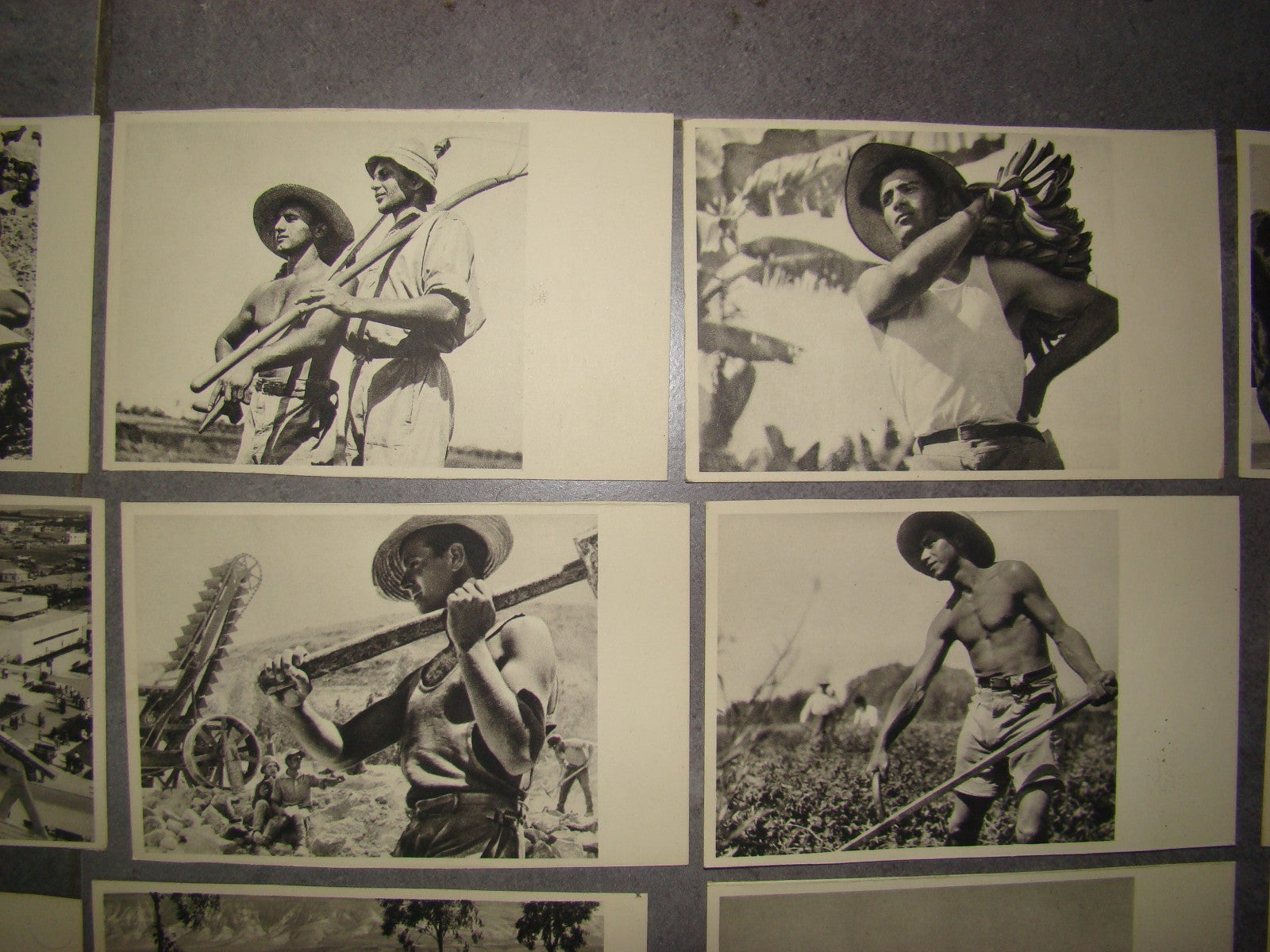 Photo Palestine Card hebrew jewish Israel Benor Kalter 20 postcard בנאור קלטר