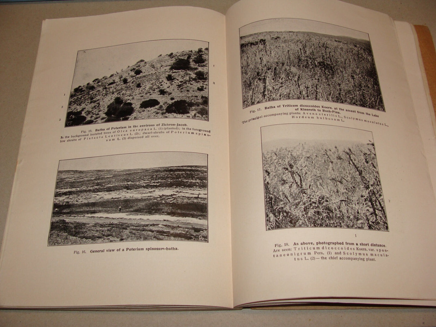 Book Jewish 1927 VEGETATION OF PALESTINE Israel EIG Agriculture Zionist Medical