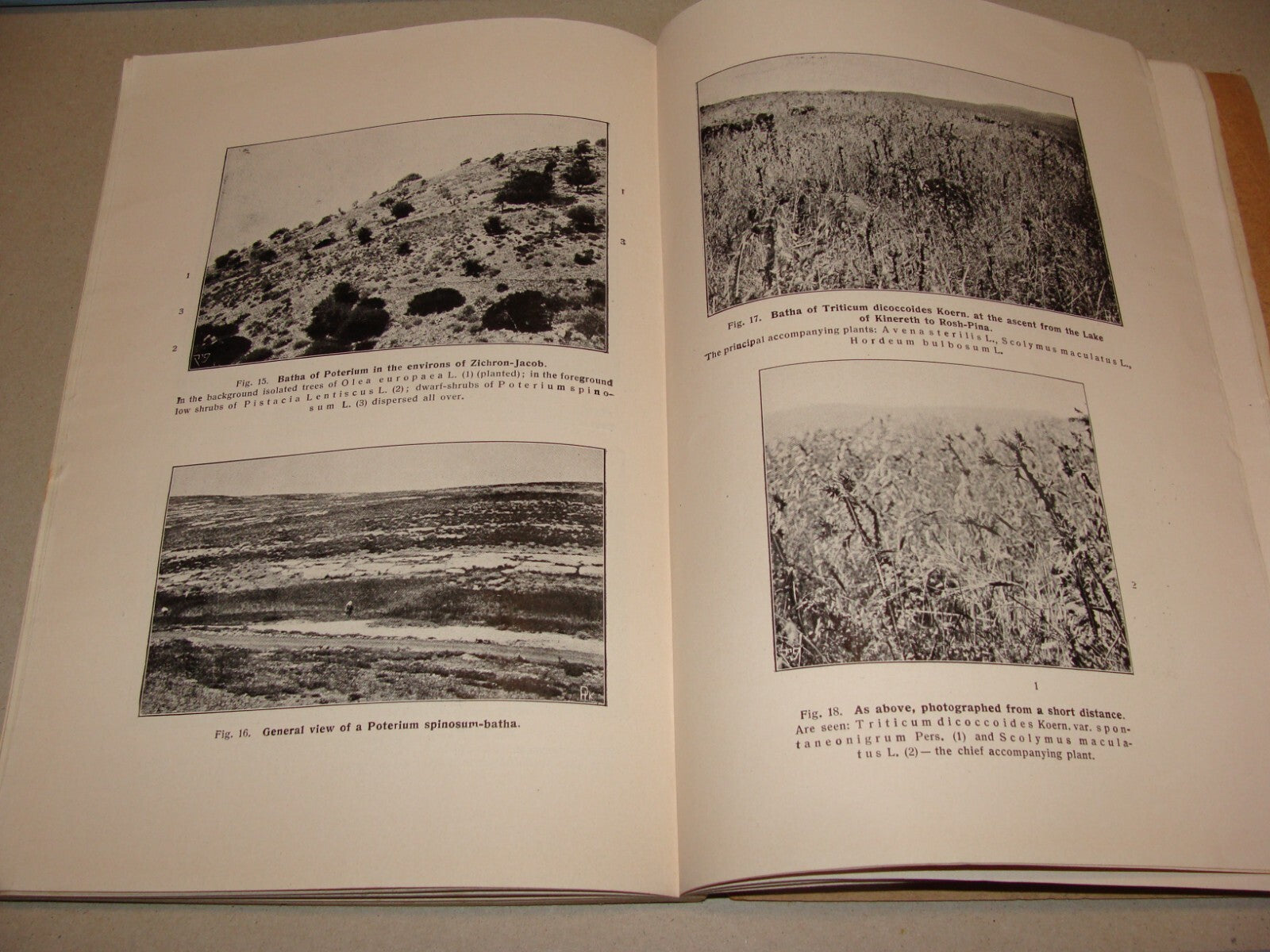 Book Jewish 1927 VEGETATION OF PALESTINE Israel EIG Agriculture Zionist Medical