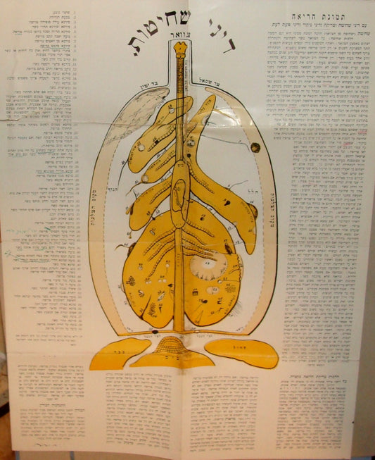 Book Jewish 1939 American SHECHITA Lung Picture Hebrew Rabbi Klein Winsted