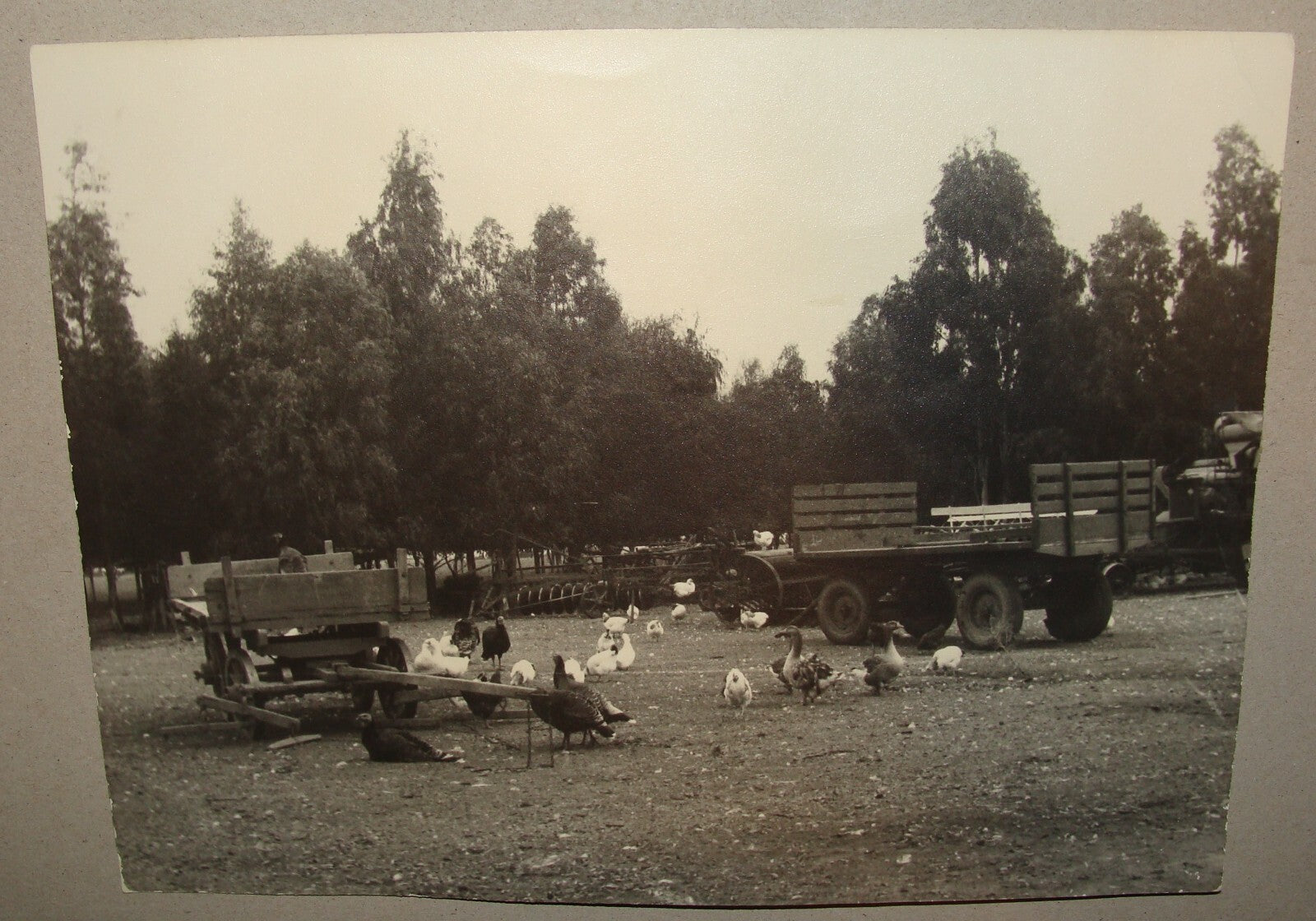 Photo Jewish 1964 Argentina Buenos Aires Colony Baron Hirsch Farm Agriculture