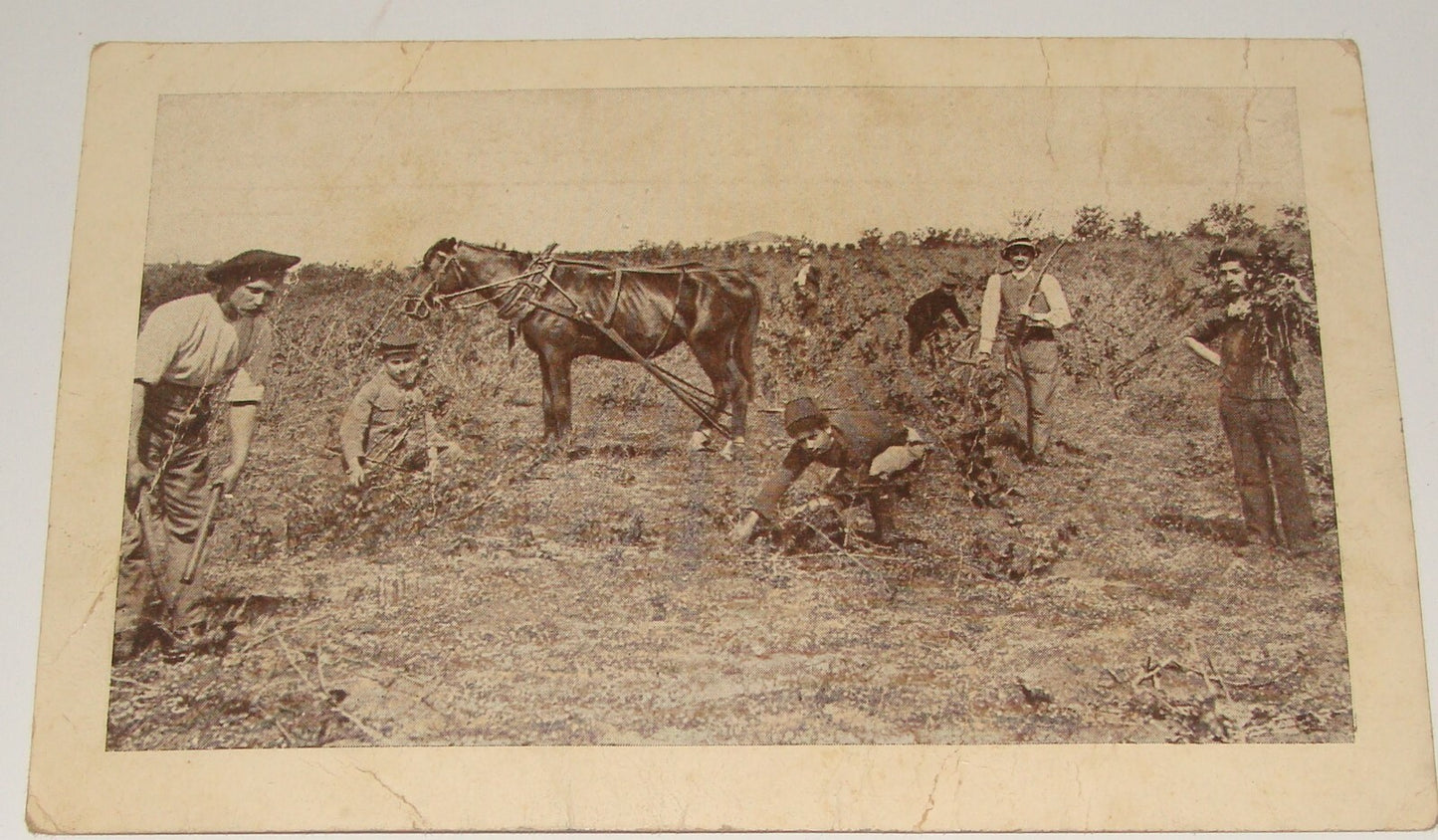 Photo Palestine Card Jewish Israel 1910s Hebrew Rishon Lezion Zichron Postcard