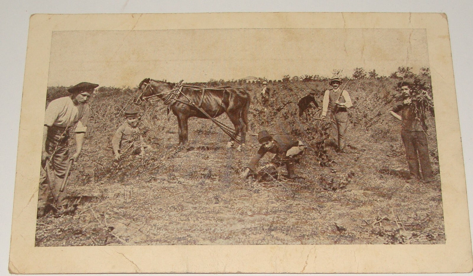 Photo Palestine Card Jewish Israel 1910s Hebrew Rishon Lezion Zichron Postcard