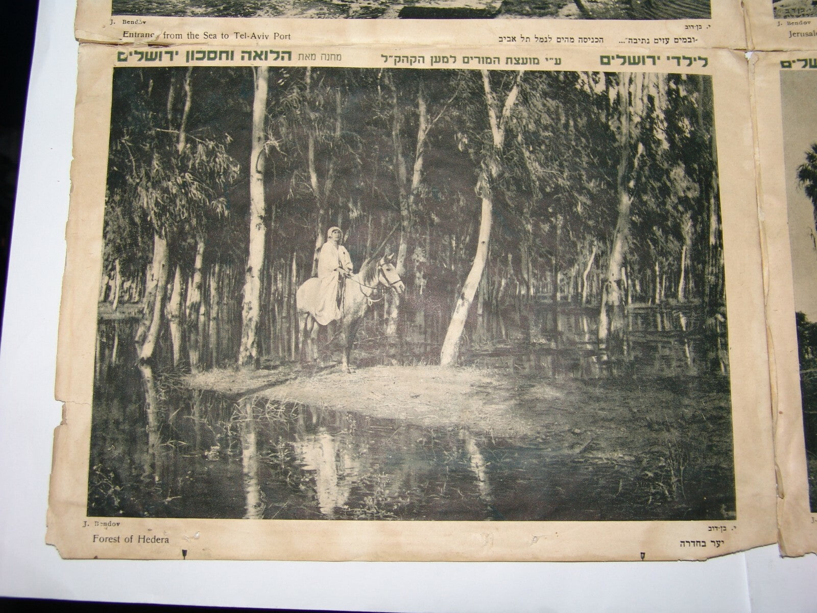 Photo Palestine Ad Jewish israel israeli Jerusalem Hadera Tel Aviv JNF KKL