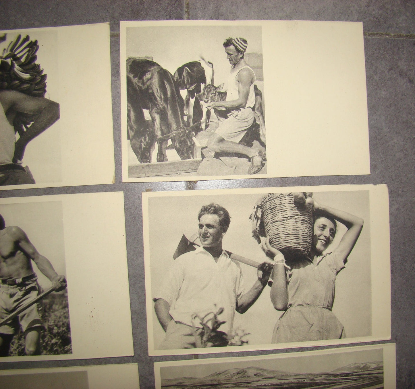 Photo Palestine Card hebrew jewish Israel Benor Kalter 20 postcard בנאור קלטר