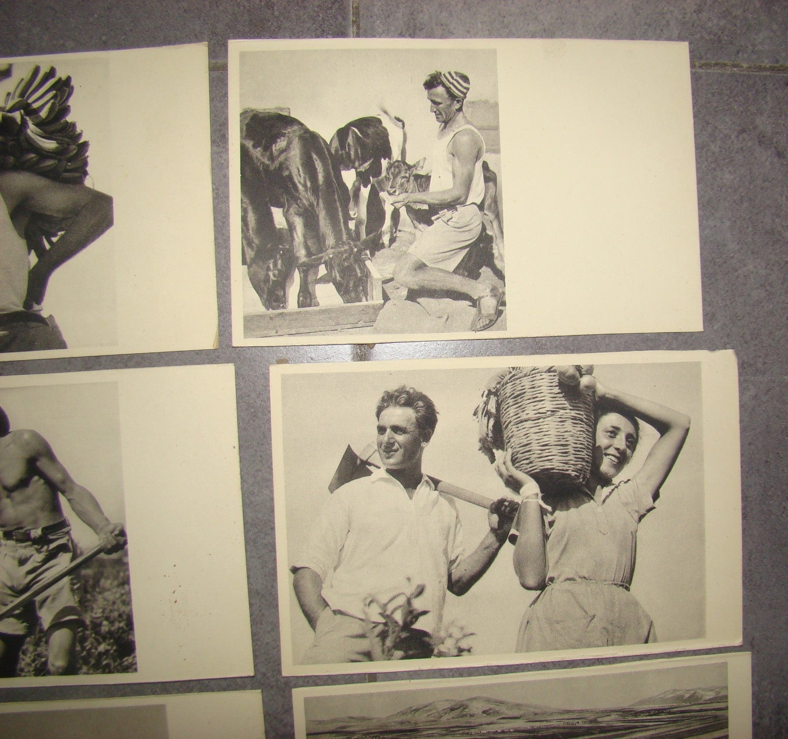 Photo Palestine Card hebrew jewish Israel Benor Kalter 20 postcard בנאור קלטר