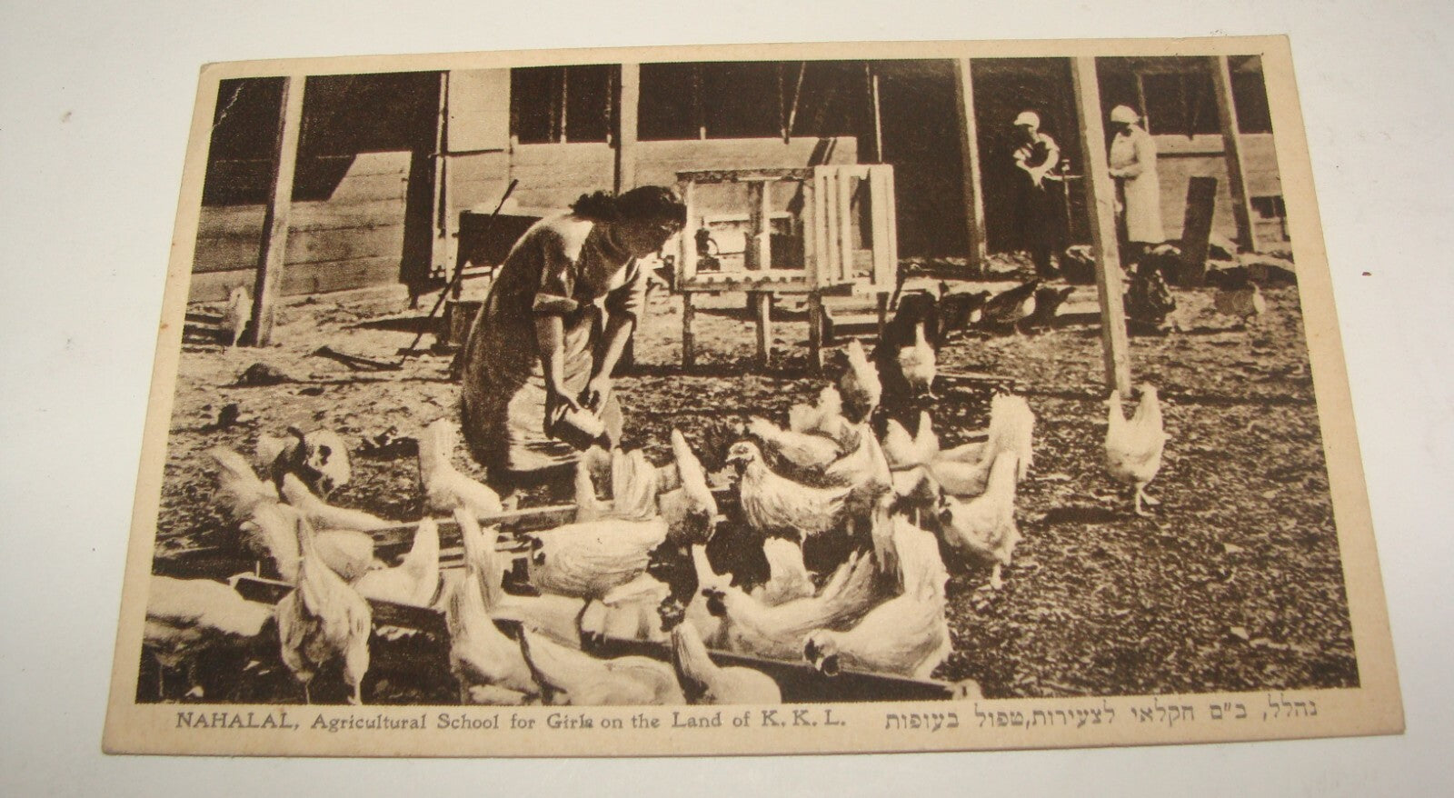 Photo Palestine Card Jewish 1930s Israel Zionist Postcard Nahalal Agricultural
